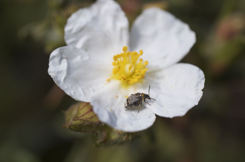 Chrysomelidae Bruchinae: Bruchidius sp. e cfr. Bruchus sp.